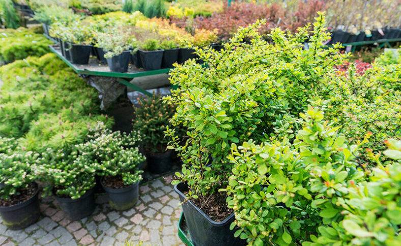 small-bushes-e1584527058206.jpg