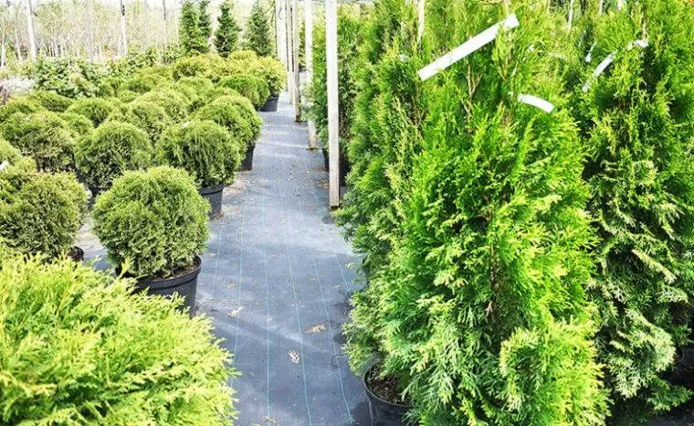 jardin (4)