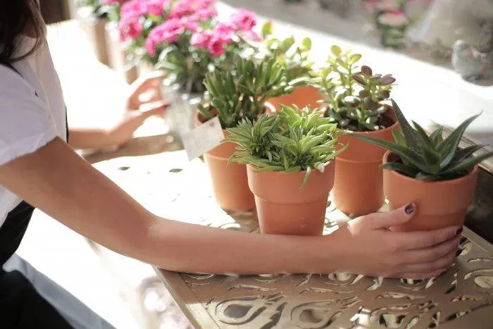 plante (1)