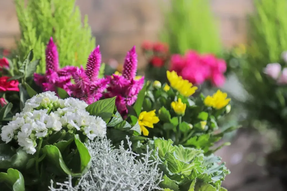 plante (2)