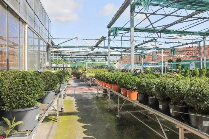 Plantes extérieures près de Arras