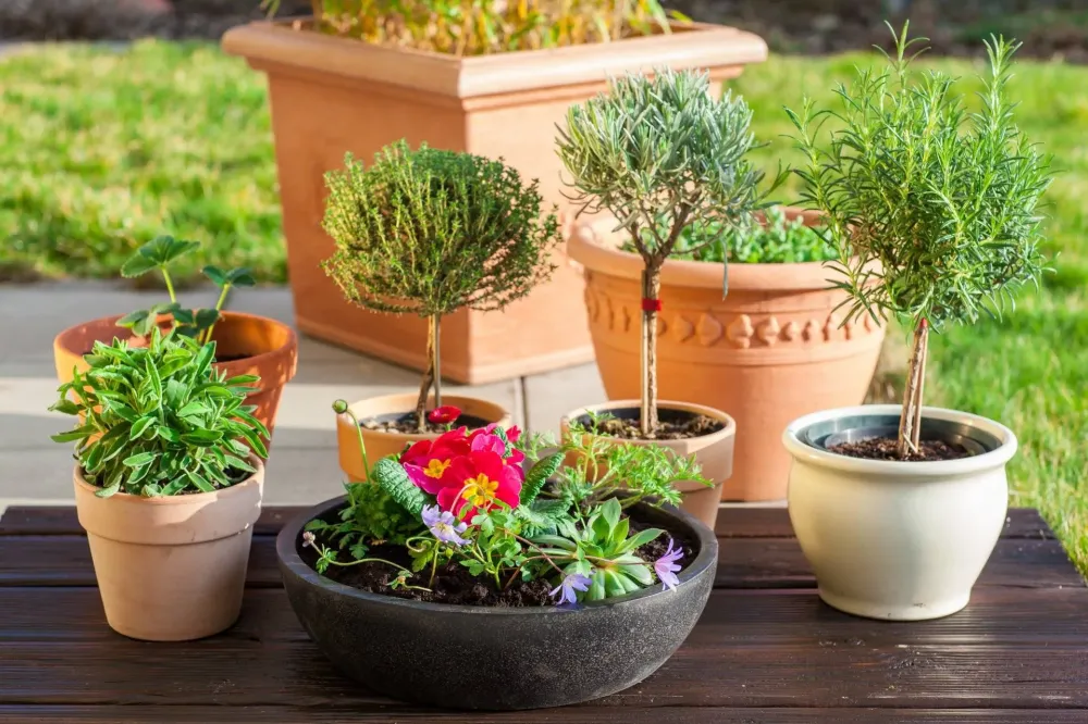 Plantes intérieures près de Arras